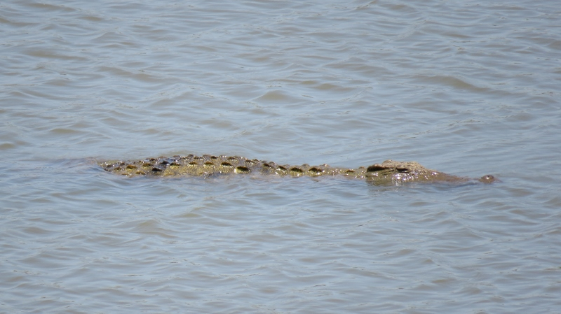 IMG_2956 (800x449).jpg