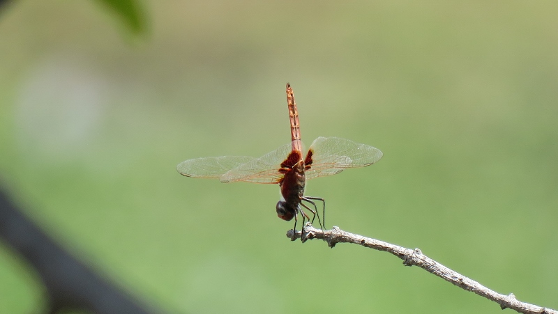 IMG_2959 (800x451).jpg