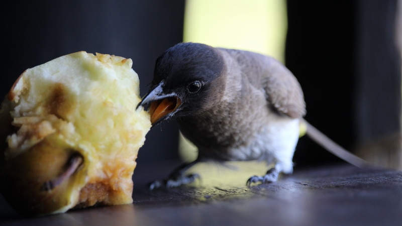 IMG_3575 (800x450).jpg