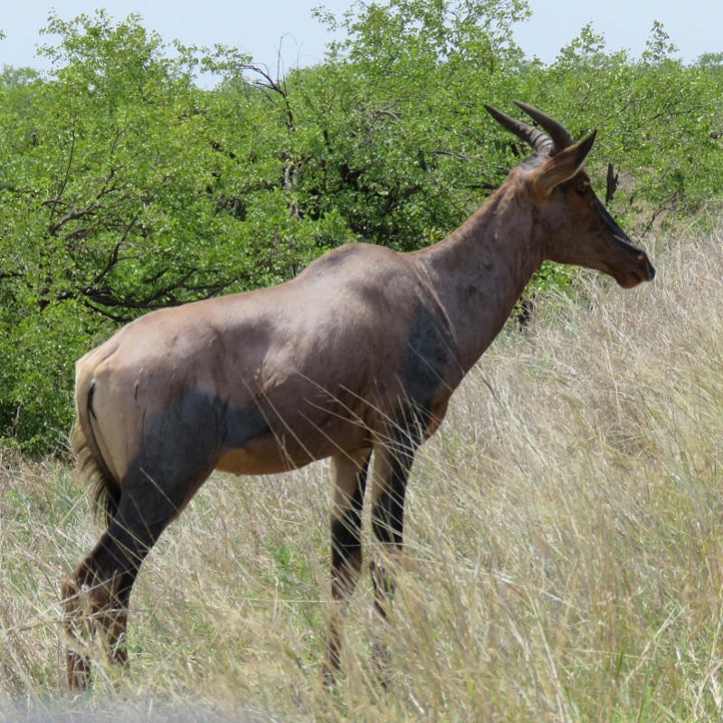 IMG_2968 (800x800).jpg