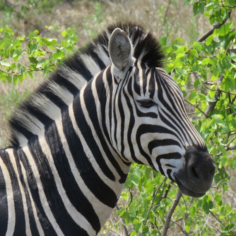 IMG_2969 (800x800).jpg