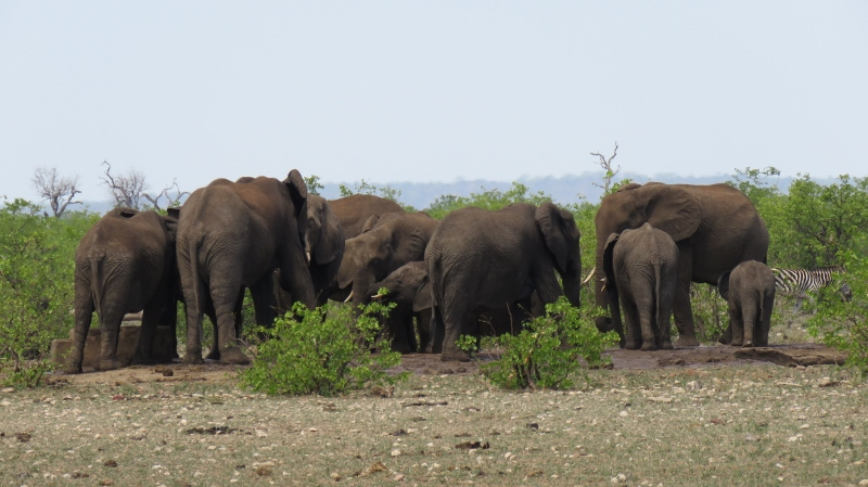 IMG_2989 (800x449).jpg