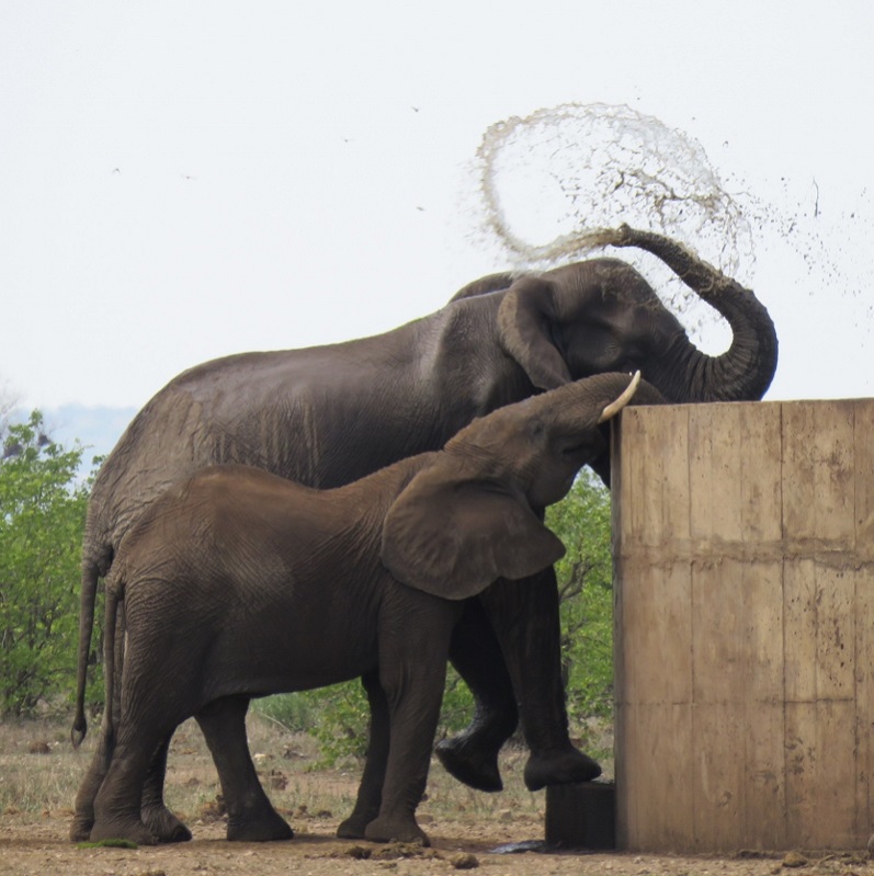 IMG_2994 (798x800).jpg