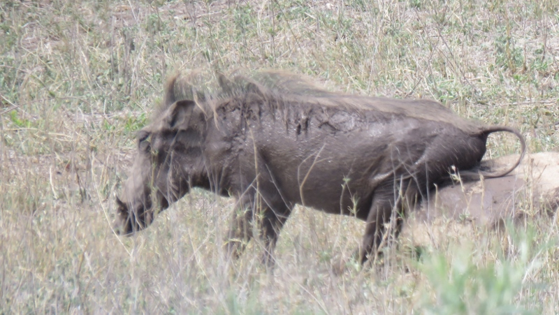 IMG_3012 (800x451).jpg