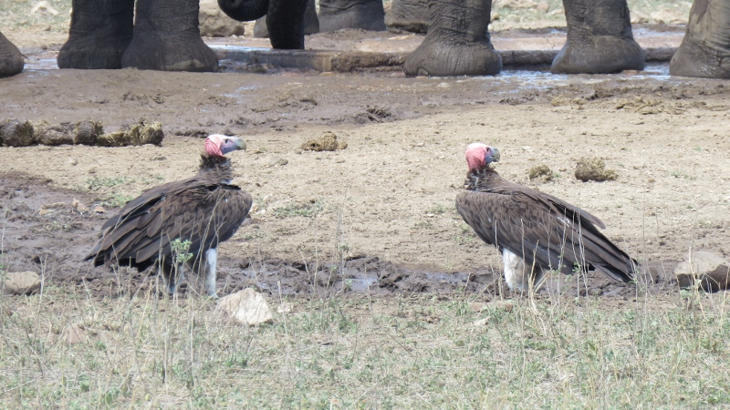 IMG_3019 (800x450).jpg