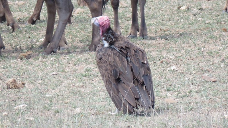 IMG_2995 (800x450).jpg