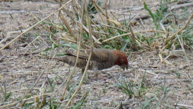 IMG_3014 (800x452).jpg