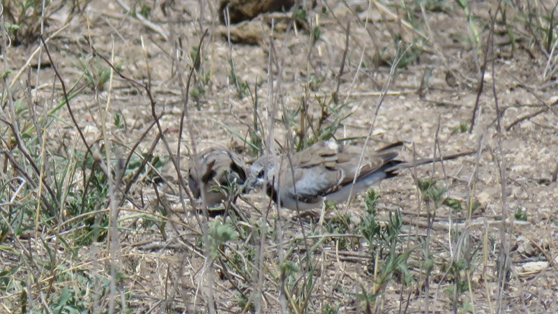 IMG_3029 (800x450).jpg