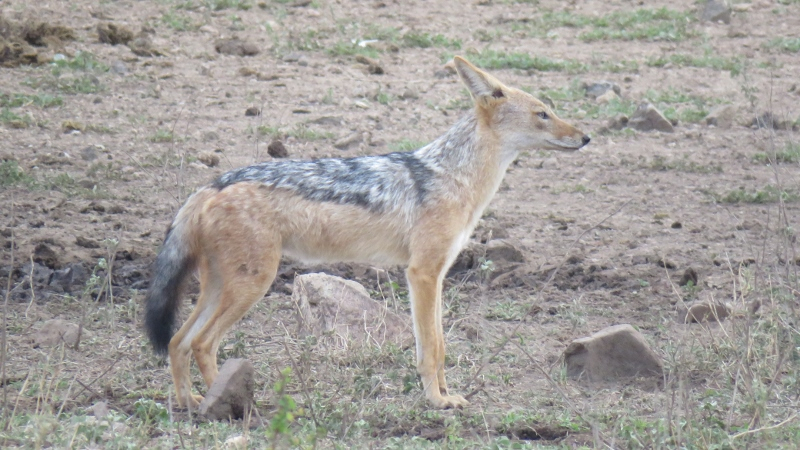 IMG_3087 (800x450).jpg