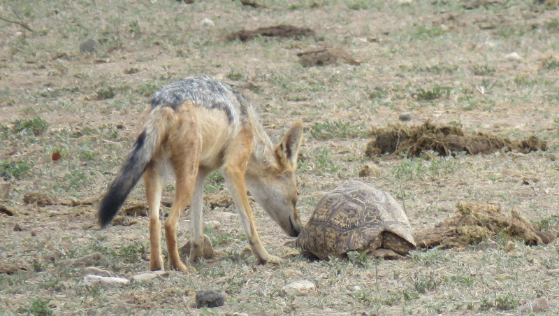 IMG_3114 (800x452).jpg