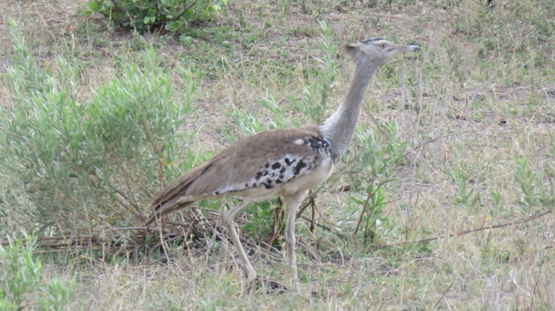 IMG_3121 (800x449).jpg