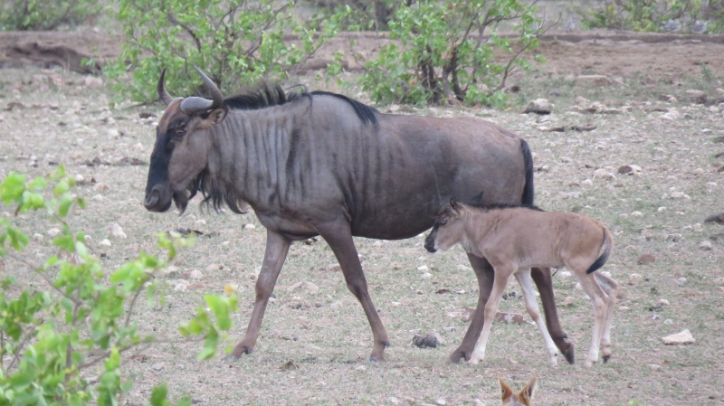 IMG_3099 (800x449).jpg