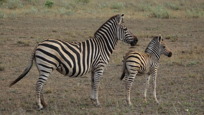 IMG_3690 (800x450).jpg