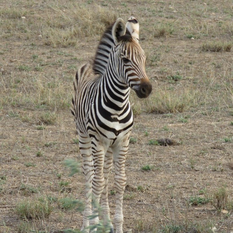 IMG_3126 (800x800).jpg