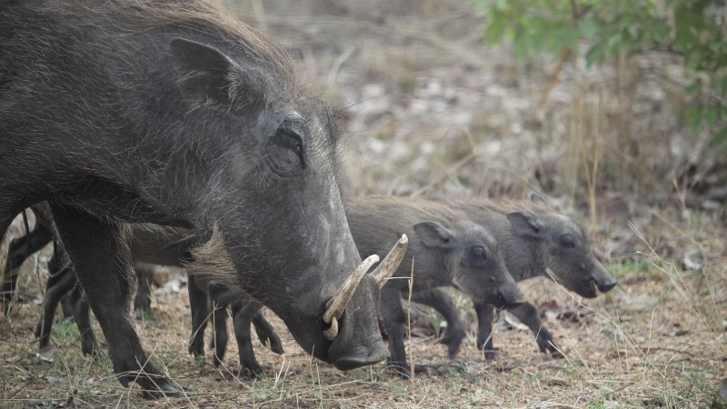 IMG_3693 (800x450).jpg