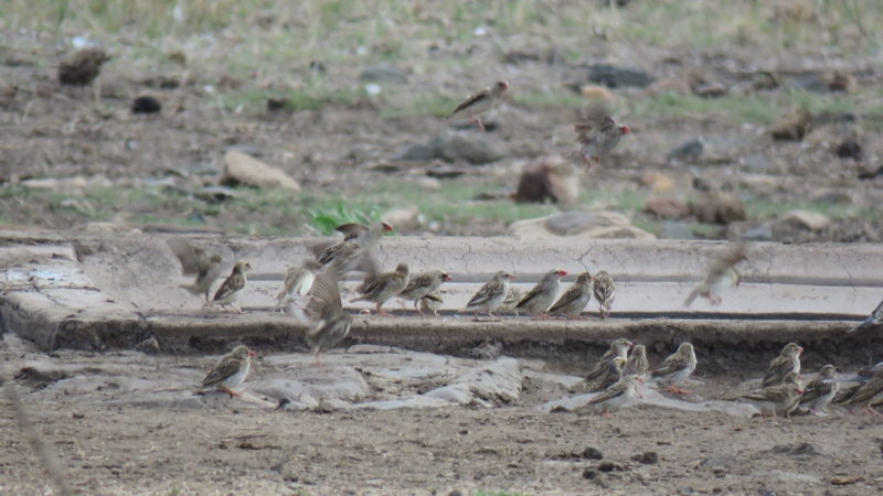 IMG_3140 (800x450).jpg