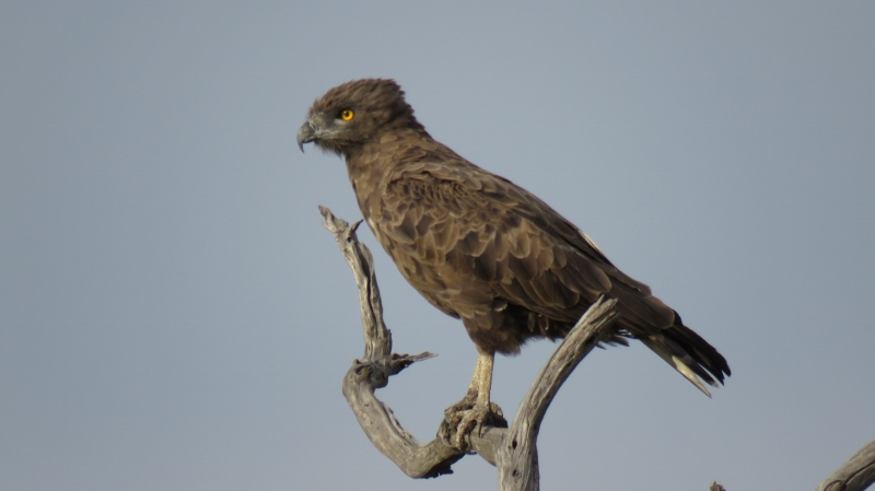 IMG_3132 (800x449).jpg