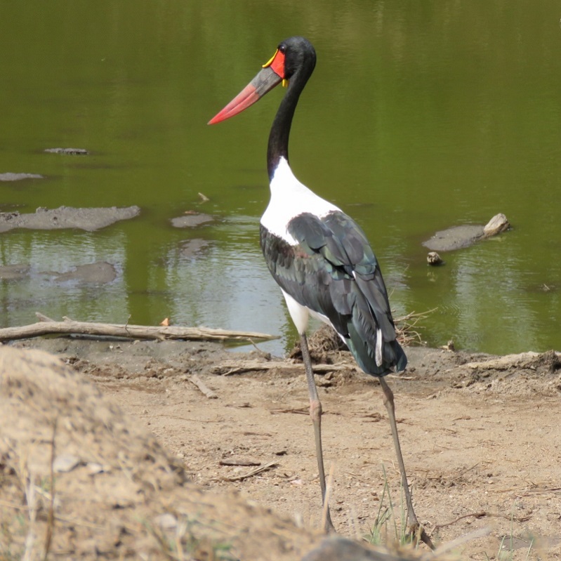 IMG_3146 (800x800).jpg