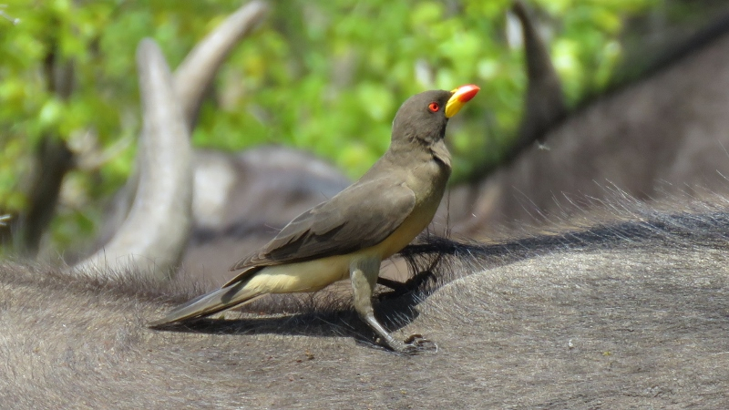 IMG_3168 (800x450).jpg