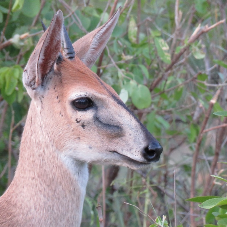 IMG_3196 (800x800).jpg