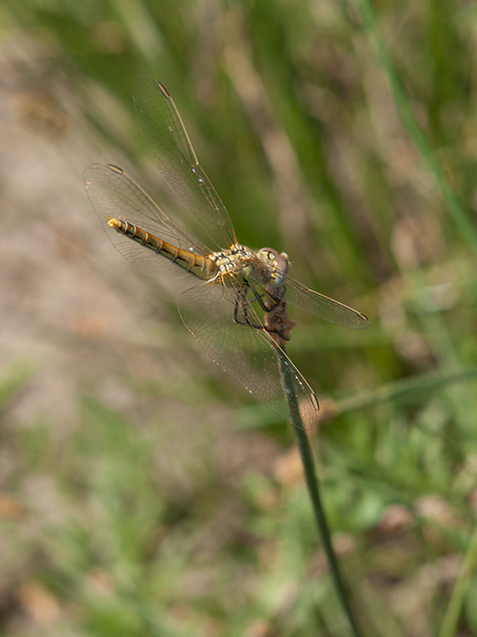 2017-06-24 Santillana - Sympetrum fonoscolombii hembra 5_zpscapfzrx1.jpg