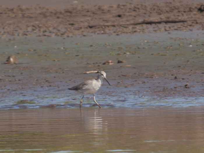 4. 2015-12-11 Carara.jpg