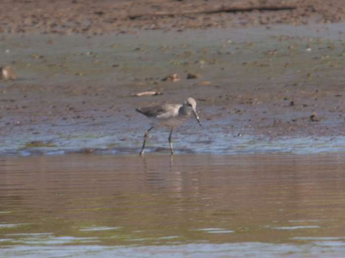 4. 2015-12-11 Carara II_.jpg