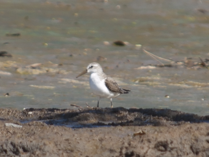 5. 2015-12-11 Carara II_z.jpg