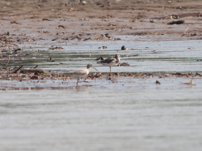 6. 2015-12-11 Carara III_.jpg