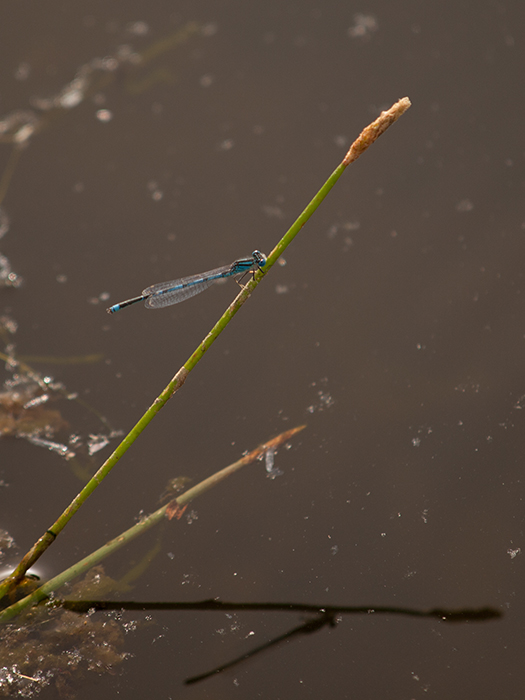 2017-06-24 Hoyo de Manzanares - Erythromma lindenii 3.jpg