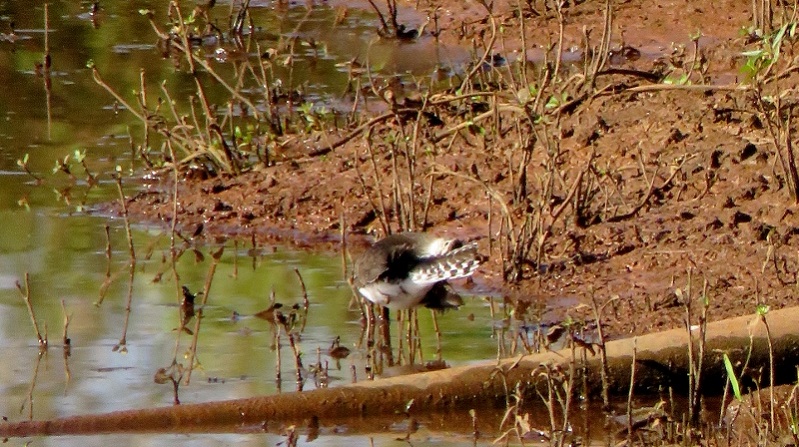 IMG_9660 (800x448).jpg