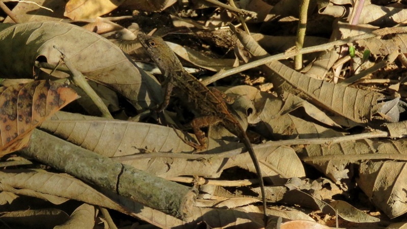 IMG_9663 (800x451).jpg