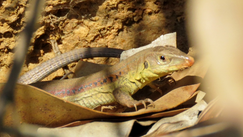 IMG_9665 (800x451).jpg