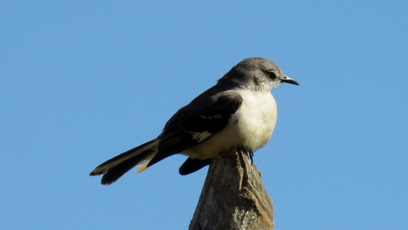 IMG_9667 (800x451).jpg