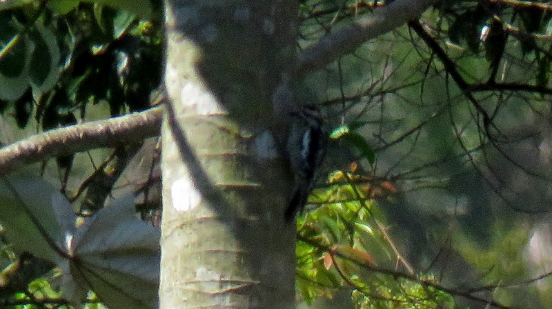 IMG_9671 (800x448).jpg