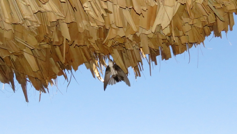 IMG_9679 (800x453).jpg