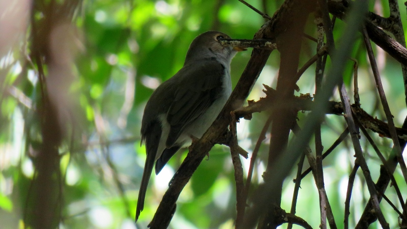 IMG_9696 (800x450).jpg