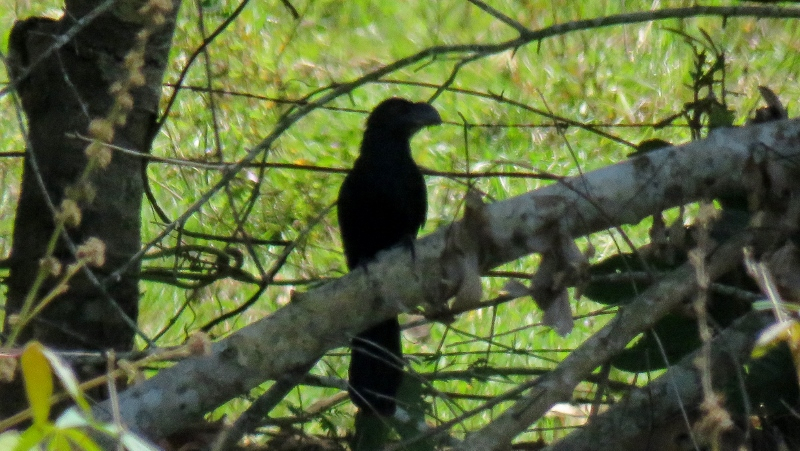 IMG_9705 (800x451).jpg