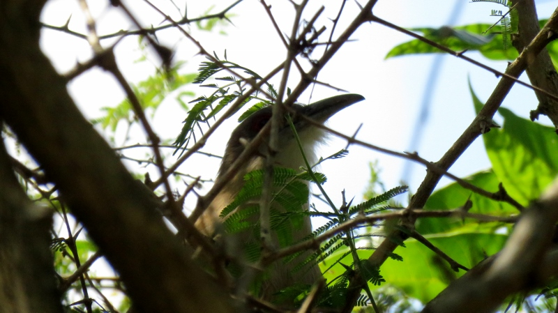 IMG_9712 (800x449).jpg