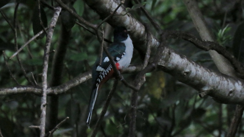 IMG_9719 (800x450).jpg