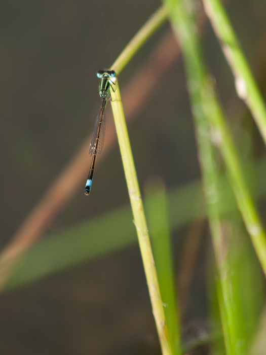2017-06-24 Hoyo de Manzanares - Ischnura graellsii 10_zps6n7wmmhe.jpg