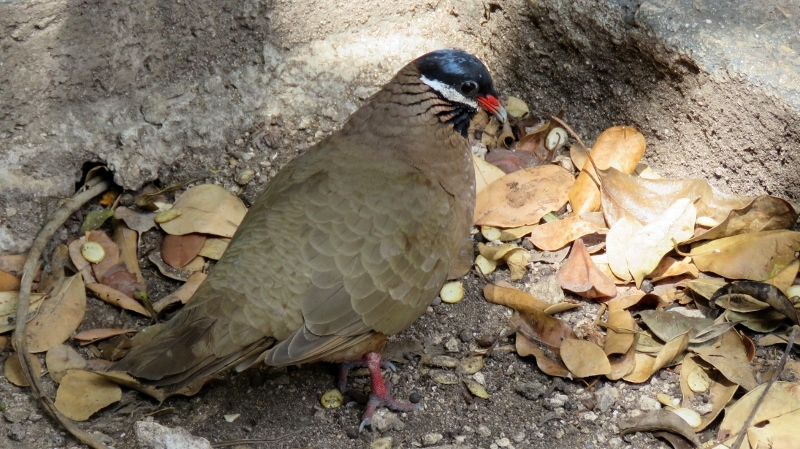 IMG_0199 (800x449).jpg