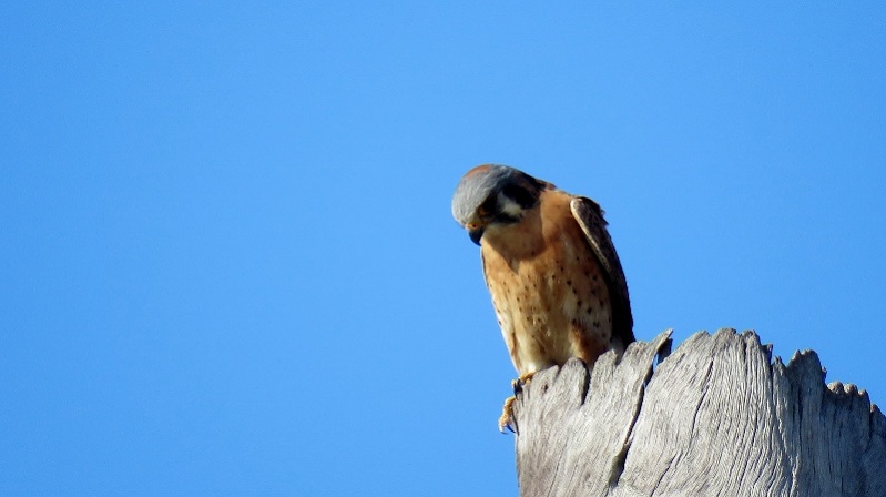 IMG_0317 (800x449).jpg