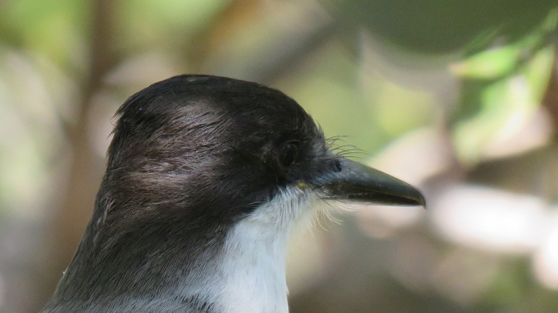 IMG_0410 (800x449).jpg