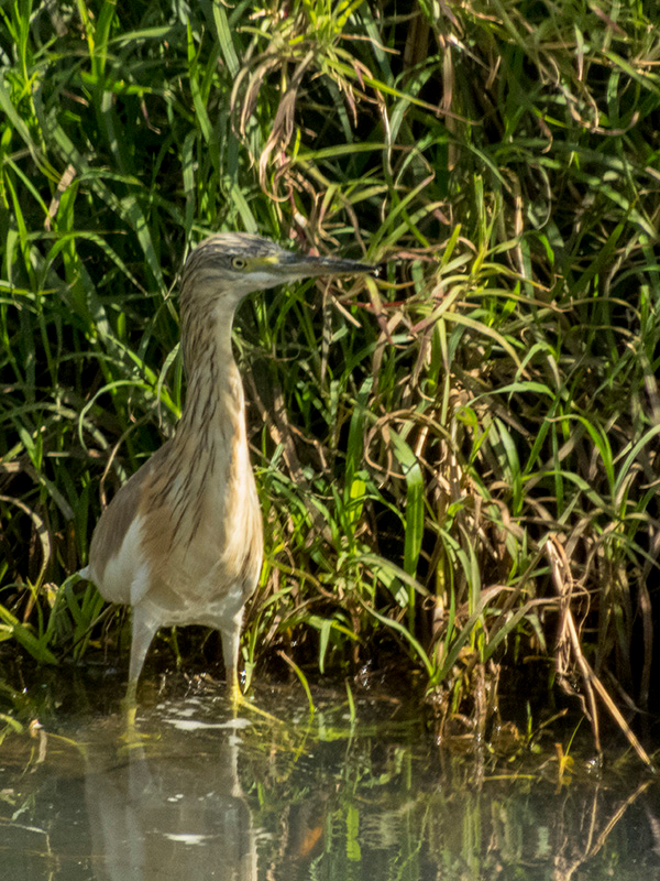 Garcilla cangrejera 3.jpg