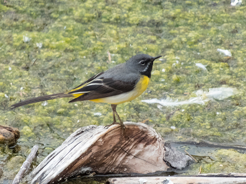 Lavandera cascadena.jpg