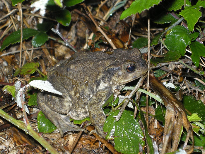 2016-09-09 Fragas do Eume - Sapo comuacuten 3_zpswjzbrfoe.jpg