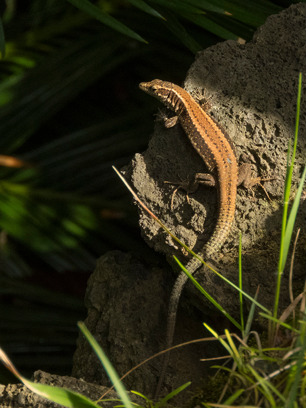 Lagartija de Madeira (Lacerta dugesii) hembra.jpg