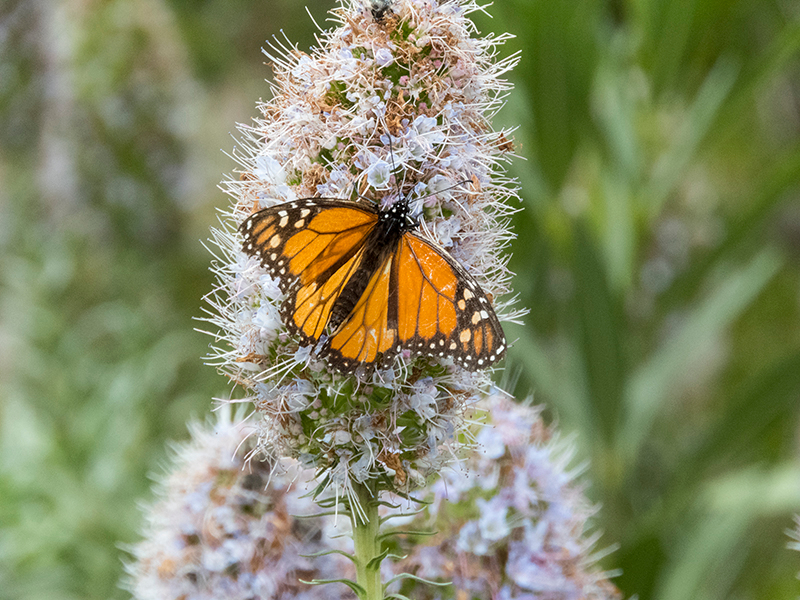Mariposa monarca (Danaus plexippus).jpg