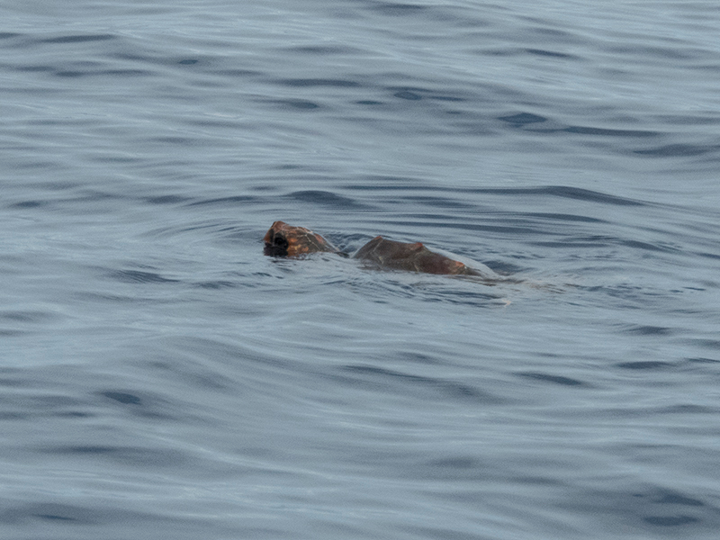 Tortuga boba (Caretta caretta).jpg